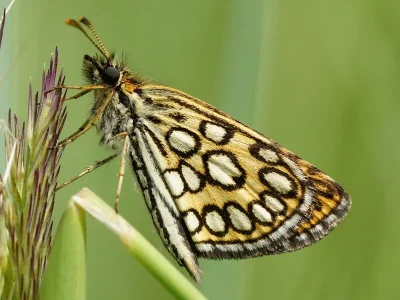 Heteropterus morpheus