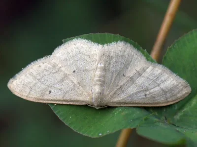 Idaea straminata