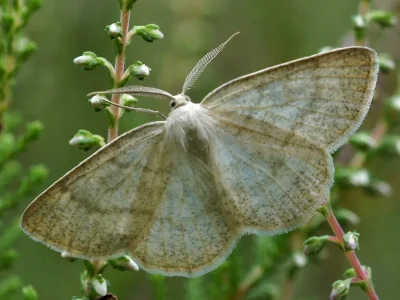 Cabera exanthemata