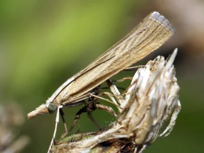 Catoptria lythargyrella