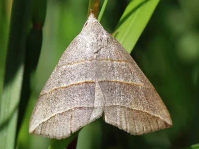 Colobochyla salicalis