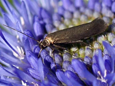 Scythris clavella