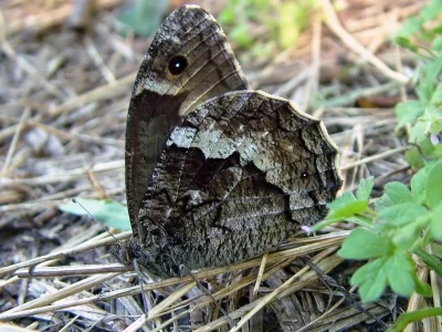 Hipparchia (Hipparchia) syriaca