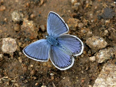 Plebejus (Plebejides) modica