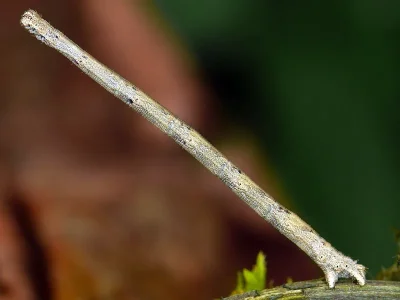 Scopula (Ustocidalia) marginepunctata