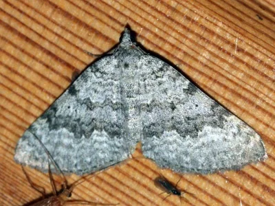 Scotopteryx aelptes