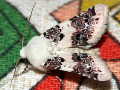 Enterpia roseocandida