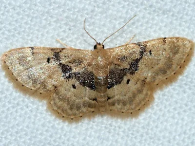 Idaea intermedia
