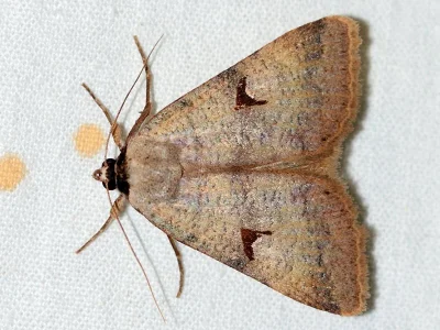 Lygephila (Lygephila) amasina