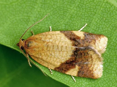Aphelia (Zelotherses) ferugana