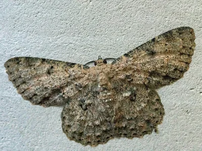 Hypodoxa erebusata