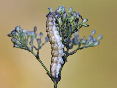 Hadena (Anepia) irregularis