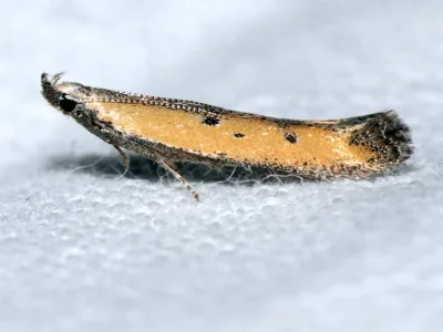 Mesophleps corsicella