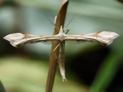 Gillmeria ochrodactyla