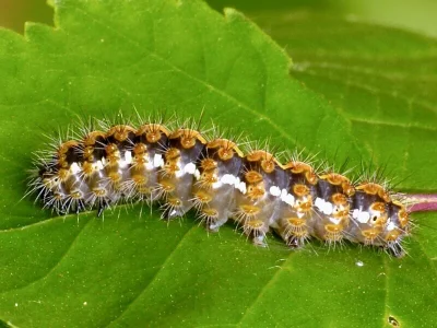 Euplagia quadripunctaria