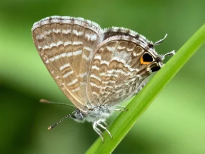 Theclinesthes onycha