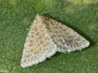 Rhypagla lacernaria