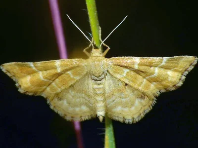 Emmiltis pygmaearia