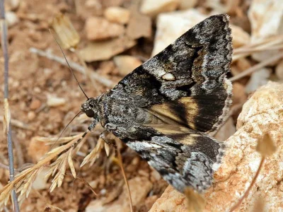 Catocala (Ephesia) separata