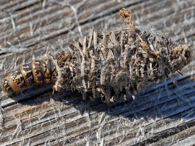Phalacropterix graslinella