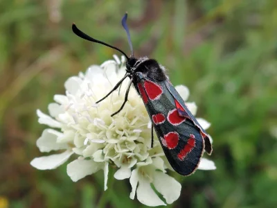 Zygaena (Agrumenia) carniolica