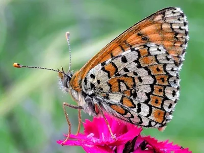 Melitaea cinxia