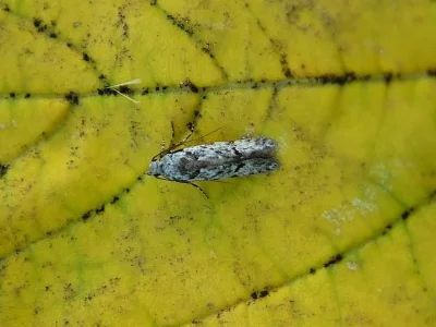 Carpatolechia decorella