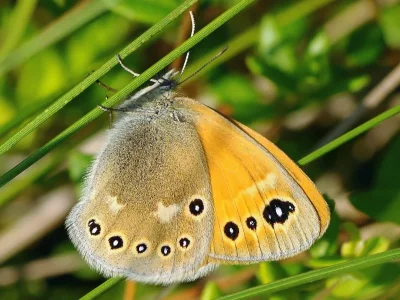 Coenonympha tullia