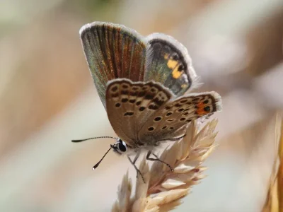 Plebejidea loewii