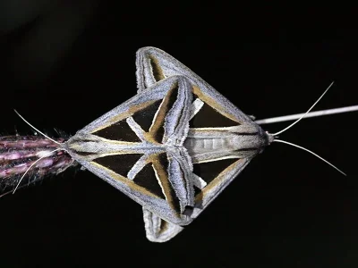 Trigonodes hyppasia