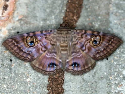 Speiredonia spectans