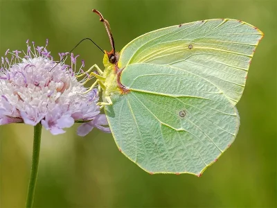 Gonepteryx cleopatra