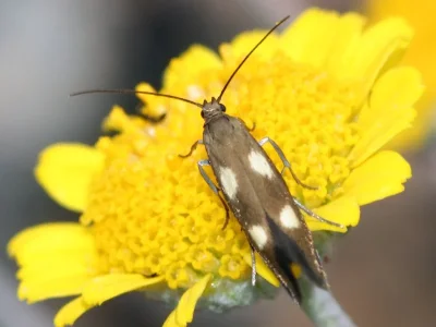 Scythris flabella