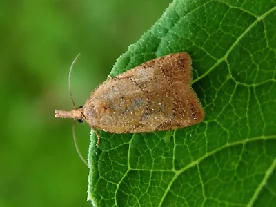 Sparganothis pilleriana