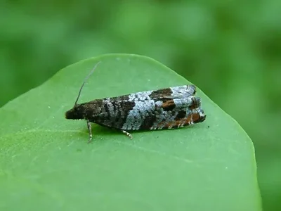 Ancylis achatana
