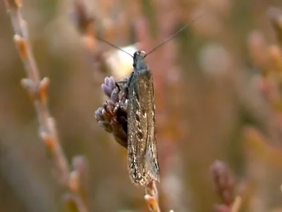 Neofaculta ericetella
