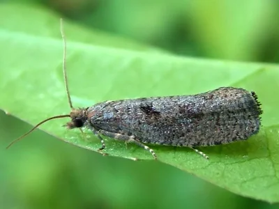 Epinotia sordidana