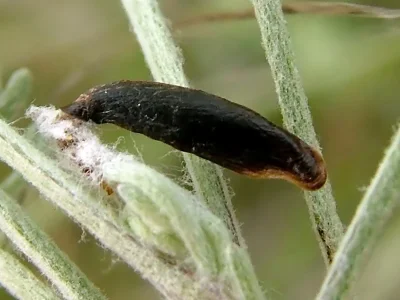 Coleophora vibicigerella