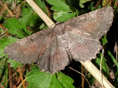 Nychiodes waltheri