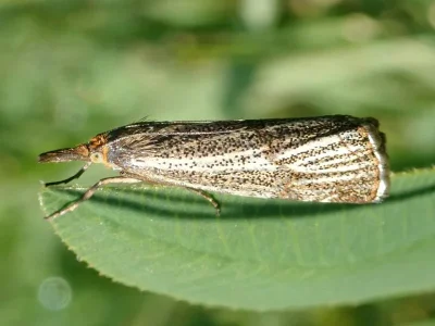 Thisanotia chrysonuchella