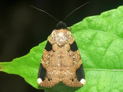 Callyna costiplaga