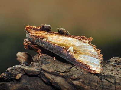 Cetola dentata