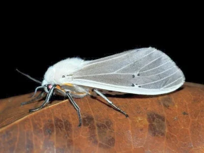 Creatonotos (Phissama) transiens
