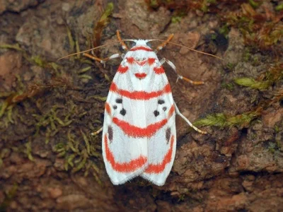 Cyana (Chionaema) peregrina