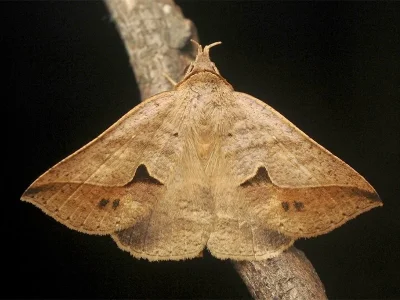 Dierna patibulum