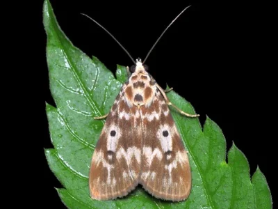 Digama marchalii