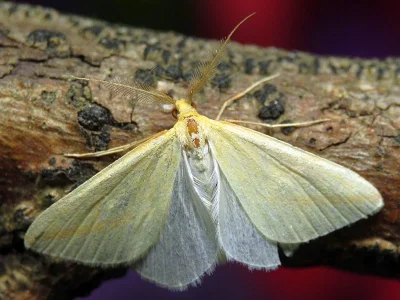 Rhodometra sacraria