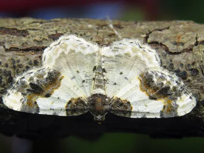 Ligdia adustata