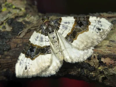 Cosmorhoe ocellata