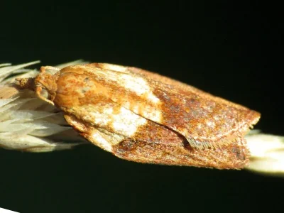 Epiphyas postvittana